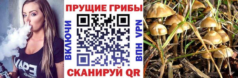 Псилоцибиновые грибы прущие грибы  гидра маркетплейс  Баймак 